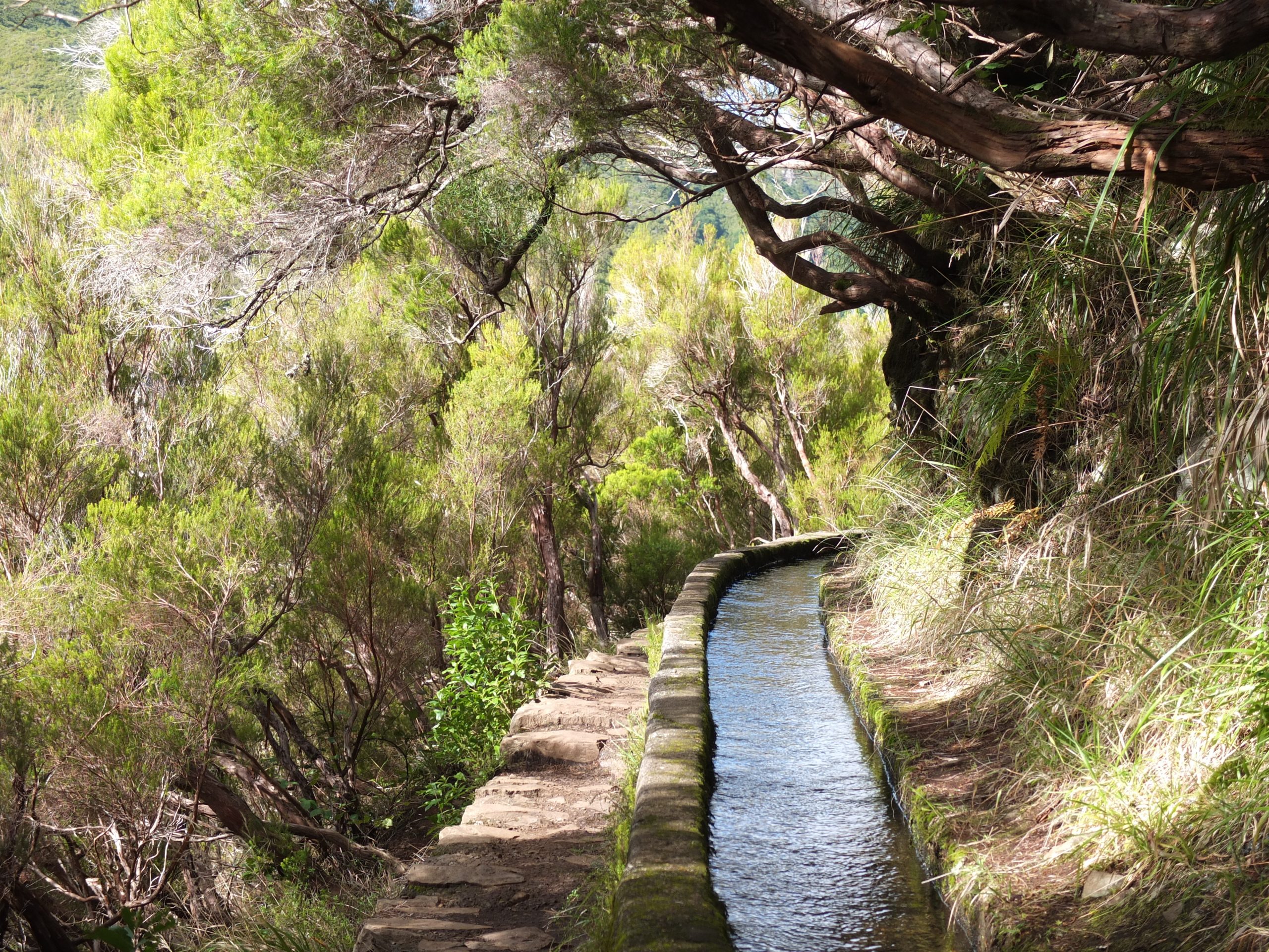 Ein Aquädukt das Wasser durch einen Wald führt