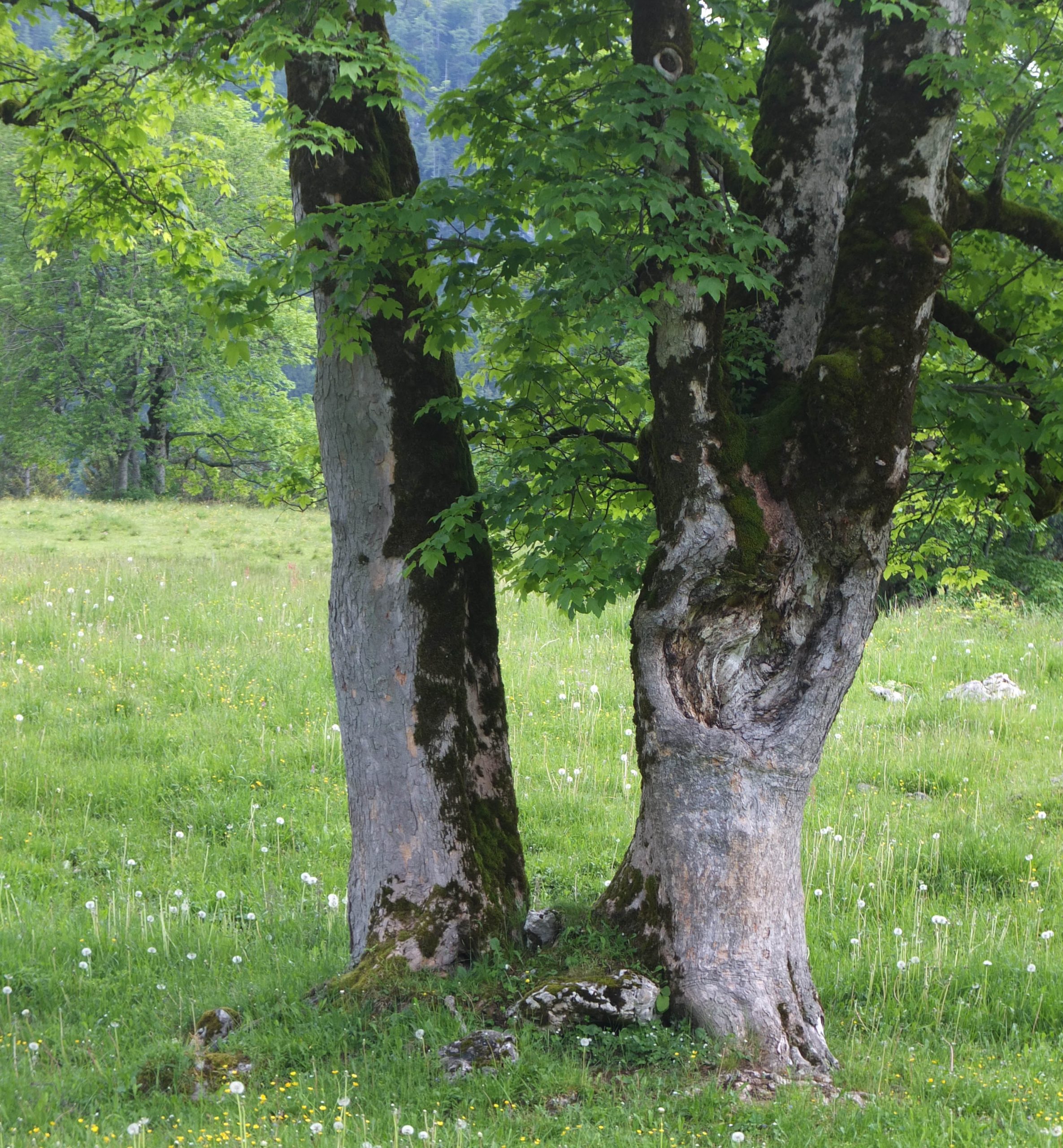 Zwei alte Bäume auf einer Wiese